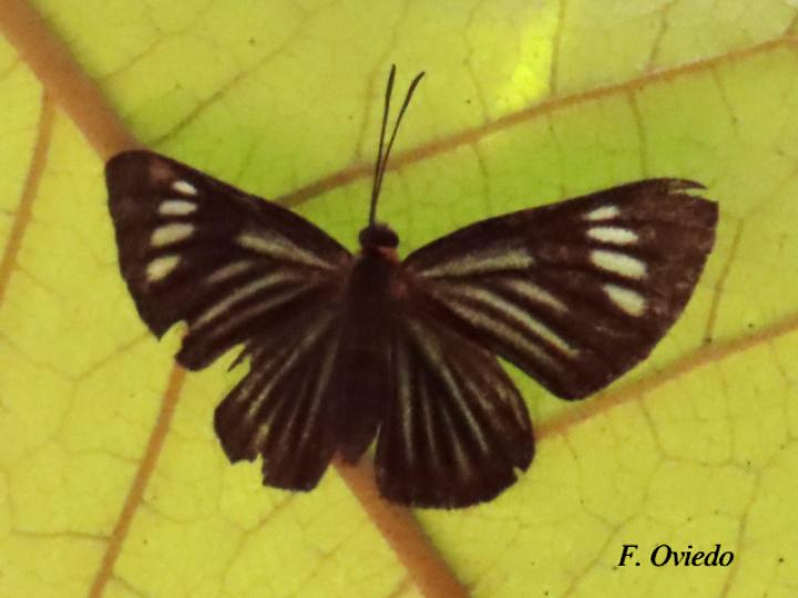 Esthemopsis colaxes (Encantadora)