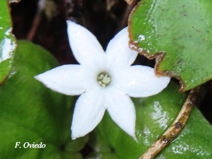 Geophila repens