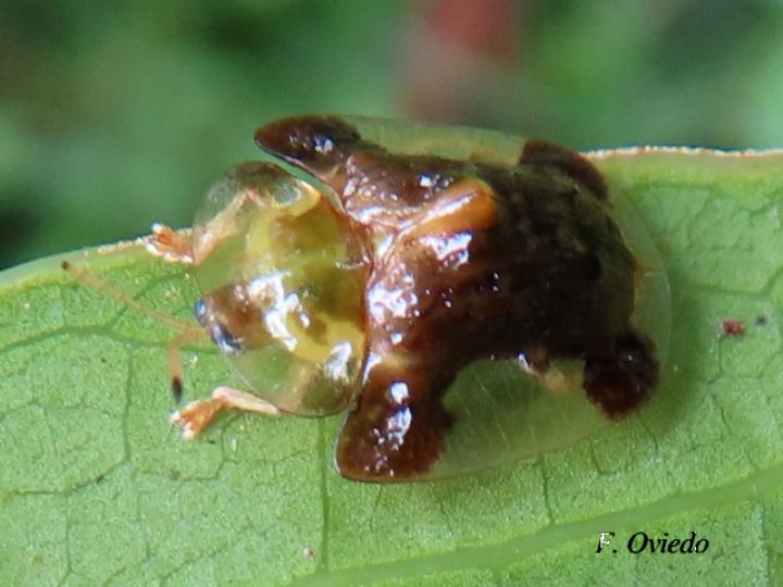 Helocassis clavata