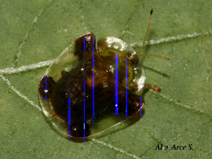 Helocassis clavata