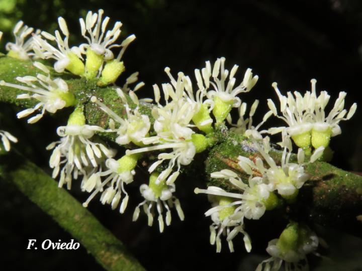 Henriettea tuberculosa