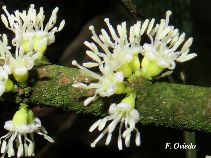 Henriettea tuberculosa