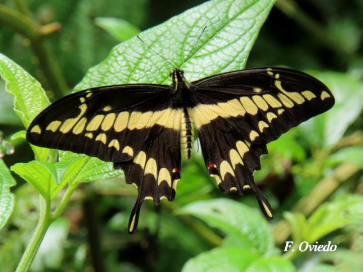 Heraclides thoas nealces