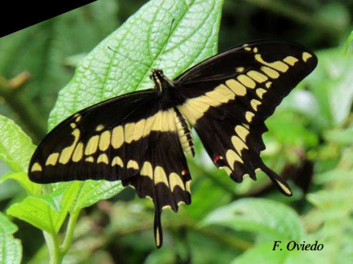 Heraclides thoas nealces