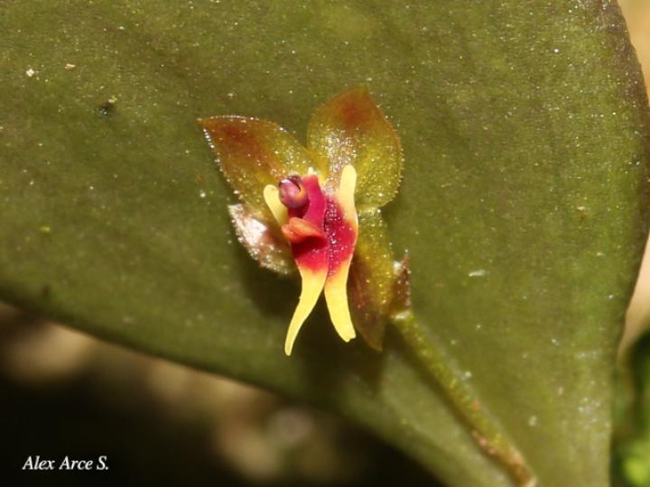 Lepanthes ingramii