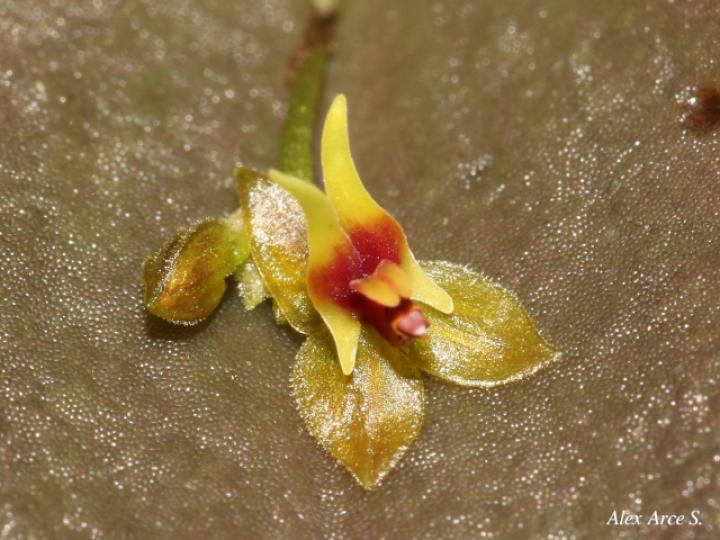 Lepanthes ingramii