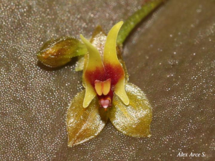 Lepanthes ingramii