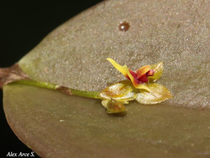 Lepanthes ingramii