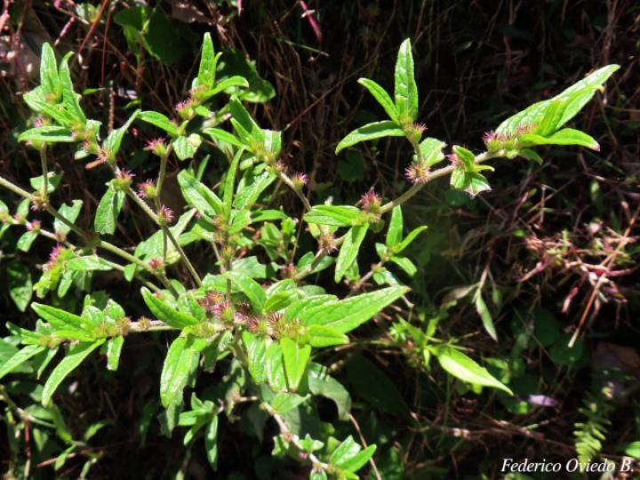 Lepidaploa salzmannii