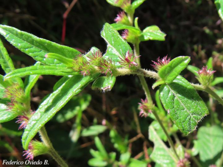 Lepidaploa salzmannii