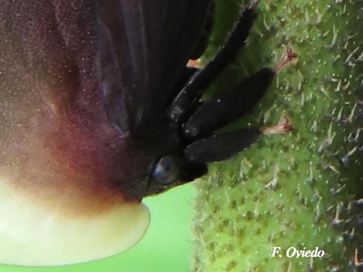 Membracis dorsata