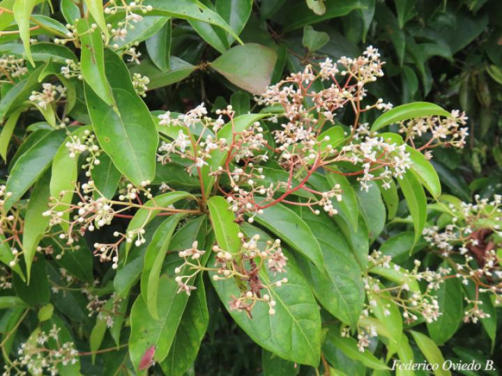 Nectandra_umbrosa_02