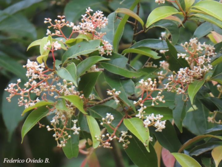 Nectandra_umbrosa