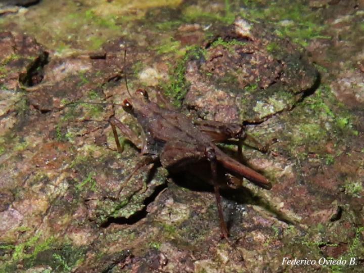 Otumba dentata