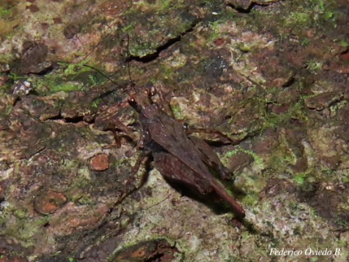 Otumba dentata