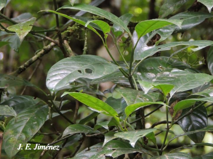 Palicourea psychotrioides