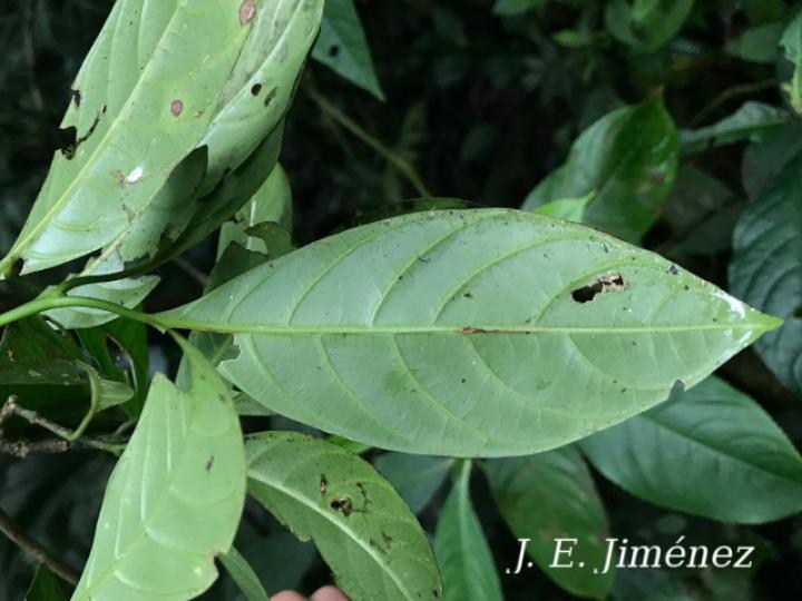 Palicourea psychotrioides
