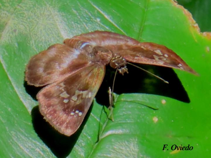 Quadrus cerialis