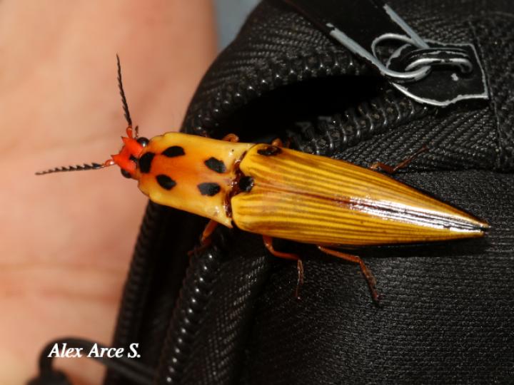 Semiotus lafertei (Cocuyo)