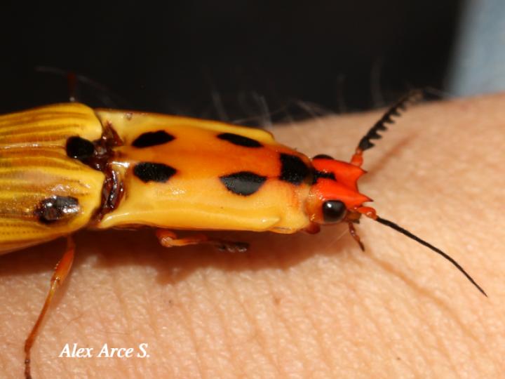 Semiotus lafertei (Cocuyo)