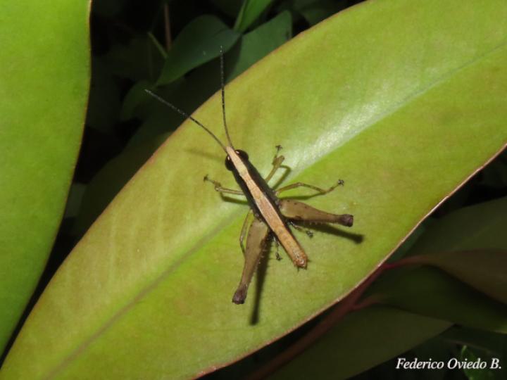 Silvitettix communis