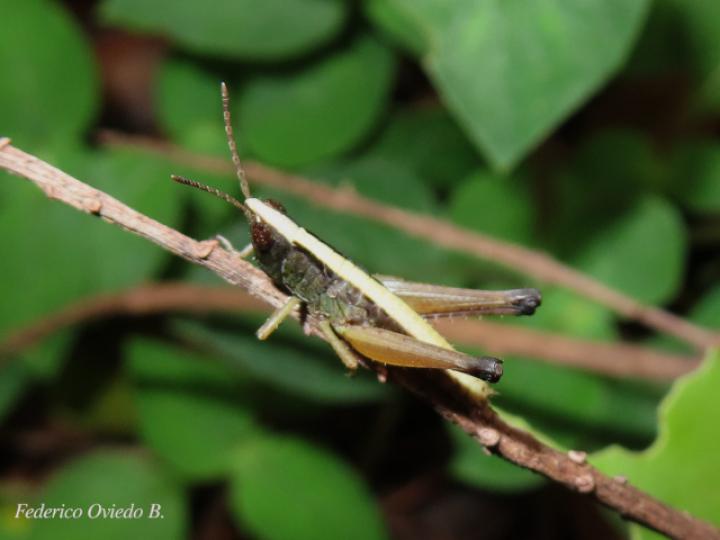 Silvitettix communis