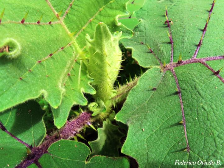 Solanum candidum (Huevos de perro)