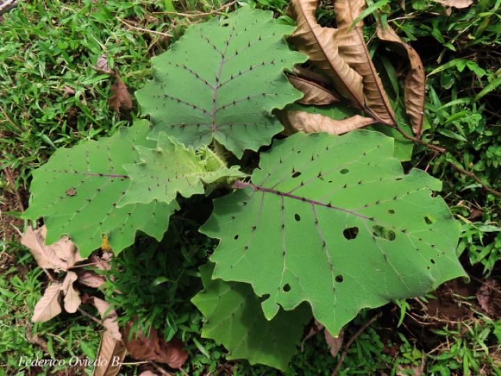 Solanum candidum (Huevos de perro)