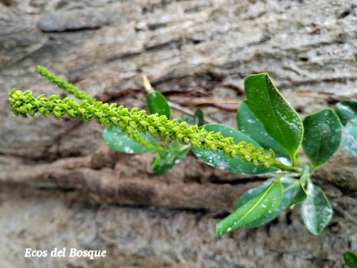 Souroubea loczyi