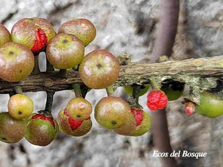 Souroubea loczyi