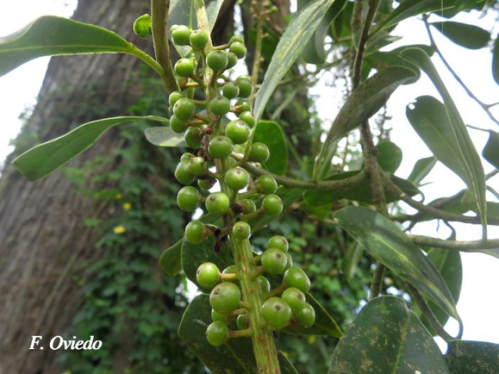 Souroubea loczyi