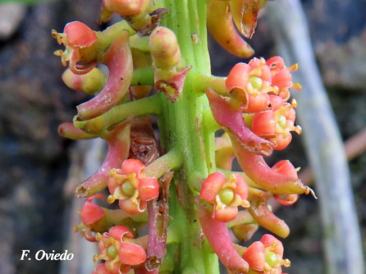 Souroubea loczyi