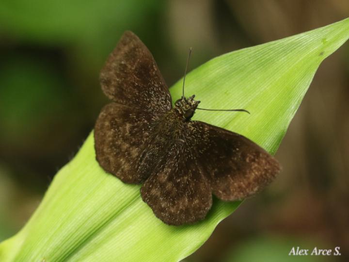 Staphylus vulgata