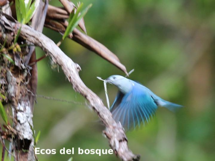 Thraupis episcopus (Tangara azuleja, viuda)