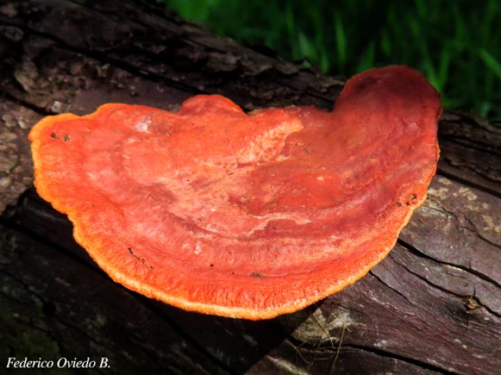 Trametes cinnabarina