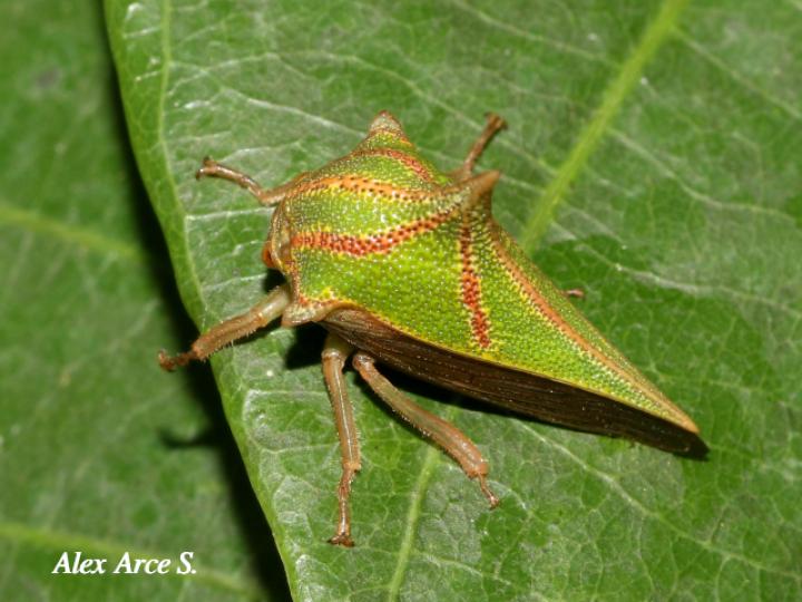Umbonia spinosa (Bicho espino)