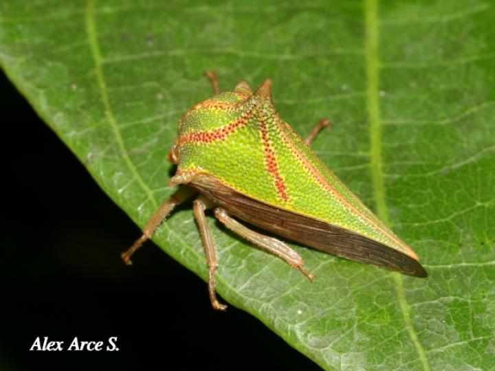 Umbonia spinosa (Bicho espino)
