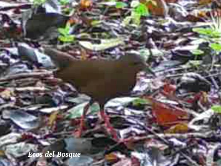 Amaurolimnas concolor (Rascón café)