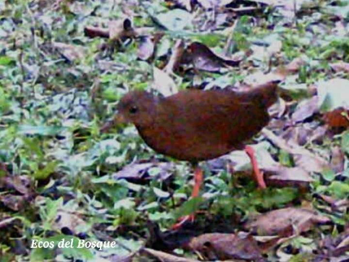 Amaurolimnas concolor (Rascón café)