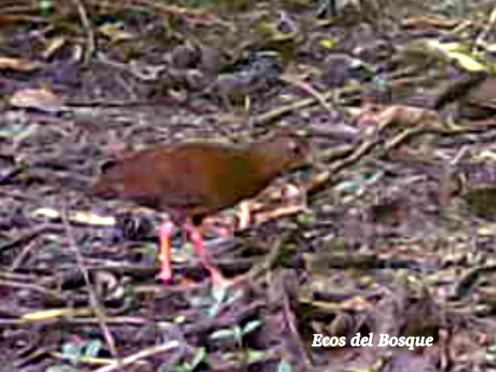 Amaurolimnas concolor (Rascón café)