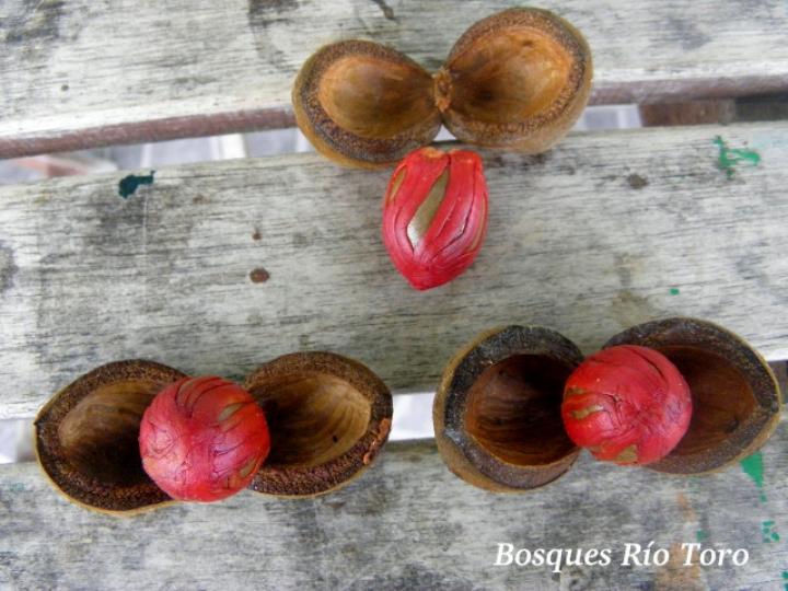 Virola koschnyi (Fruta dorada)