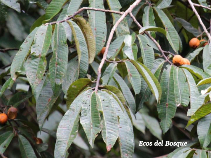 Virola koschnyi (Fruta dorada)