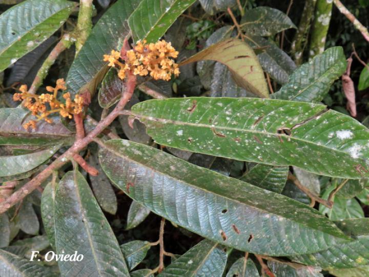 Virola koschnyi (Fruta dorada)