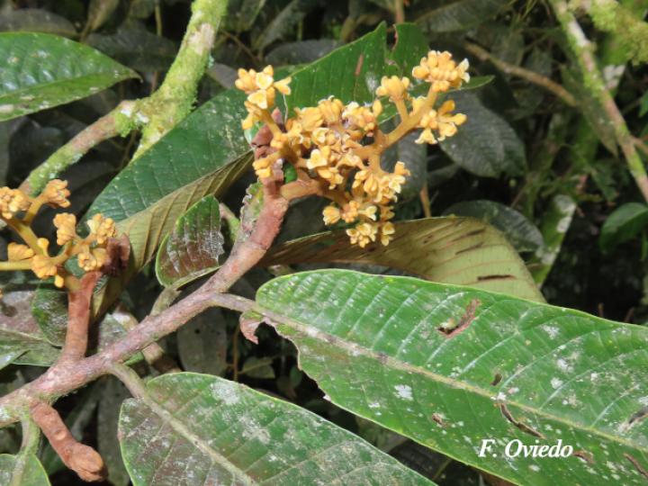 Virola koschnyi (Fruta dorada)