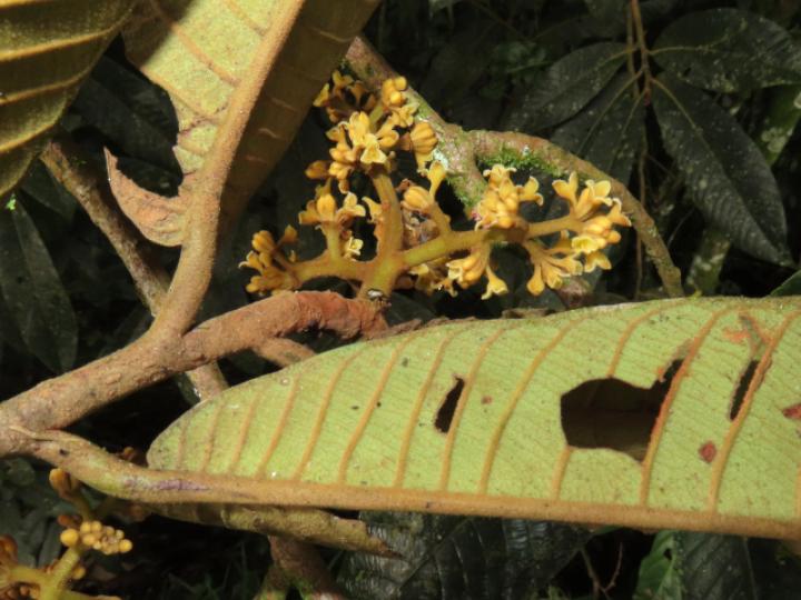Virola koschnyi (Fruta dorada)
