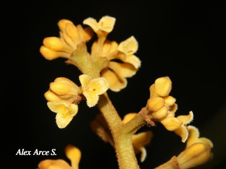 Virola koschnyi (Fruta dorada)