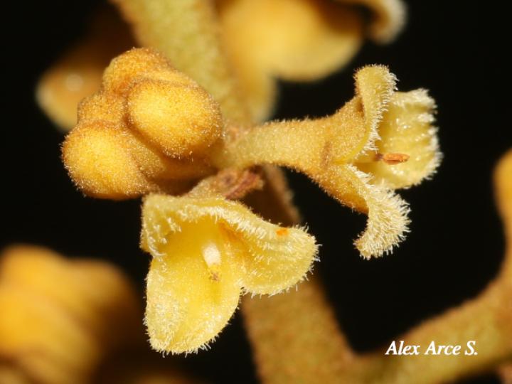 Virola koschnyi (Fruta dorada)