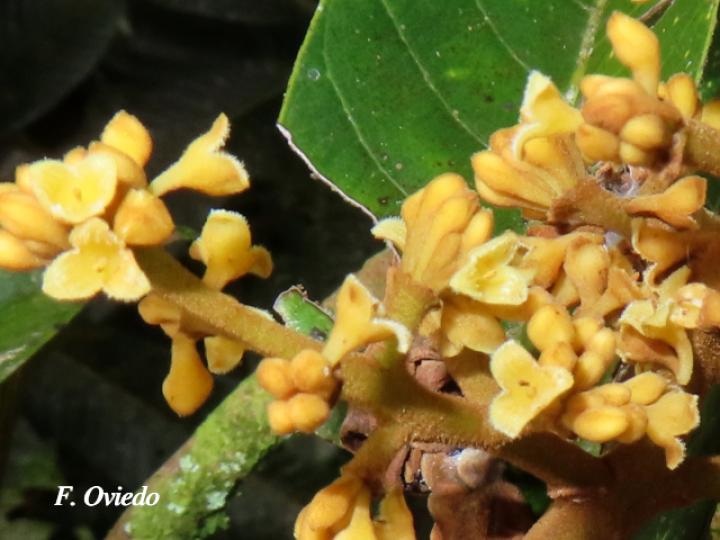 Virola koschnyi (Fruta dorada)