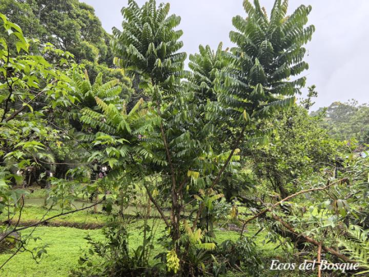 Averrhoa bilimbi