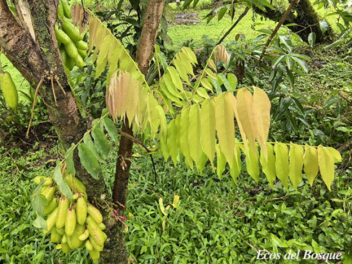 Averrhoa bilimbi